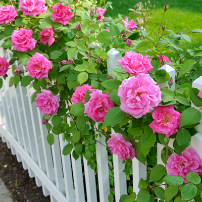 How to Plant and Care for Roses