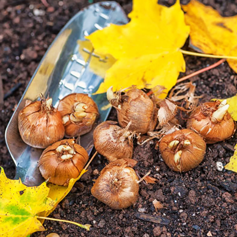 Plant Easy to Grow Fall Bulbs