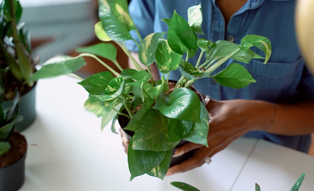 How To Pack Plants For Moving