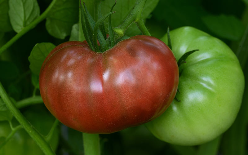 How To Plant Bonnie Edibles The Home Depot