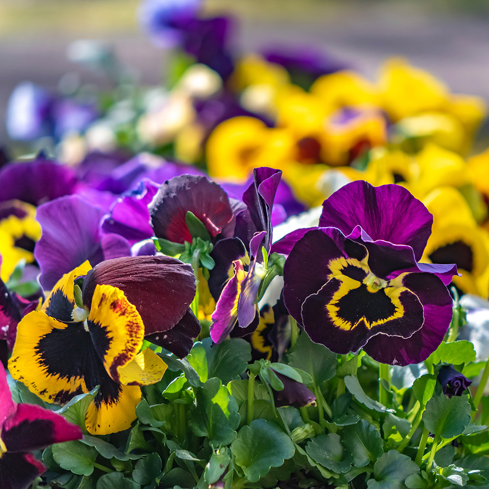 Colorful pansies in a garden