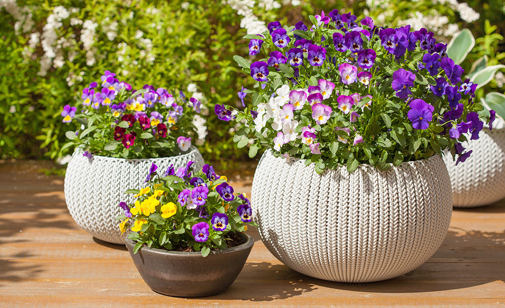 Containers with pansies