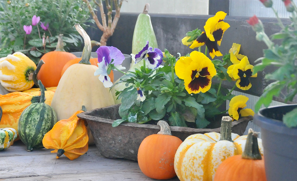 Pansies displayed with pumpkins