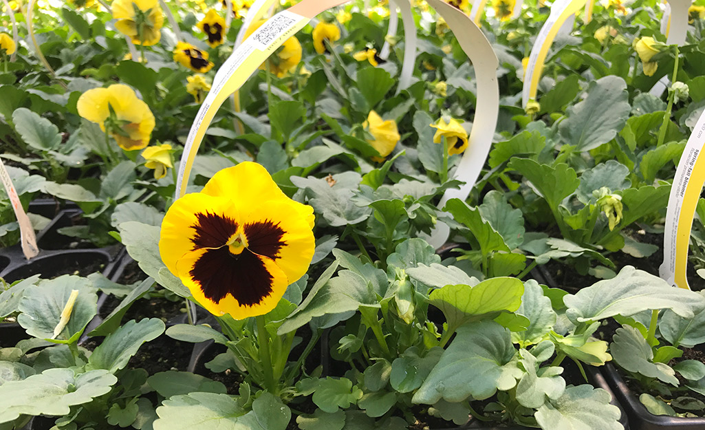 Plant Pansies For Season Spanning Color