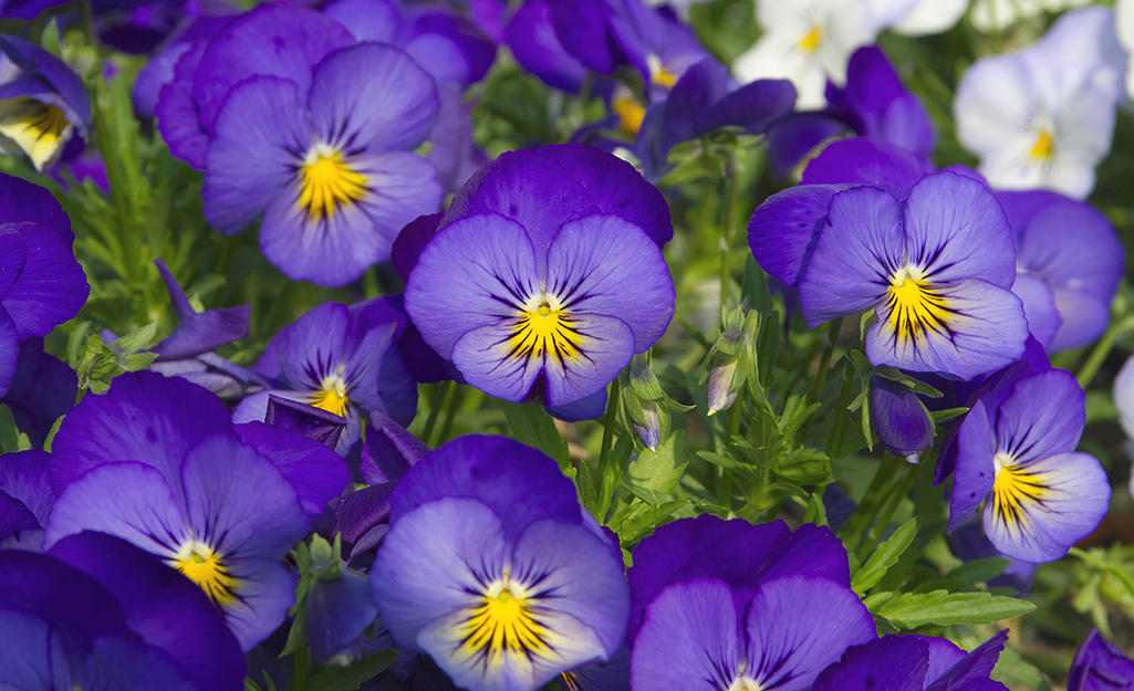 Plant Pansies For Season Spanning Color