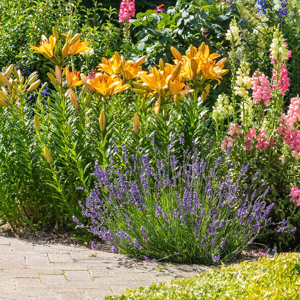 An assortment of colorful perennials in a garden.