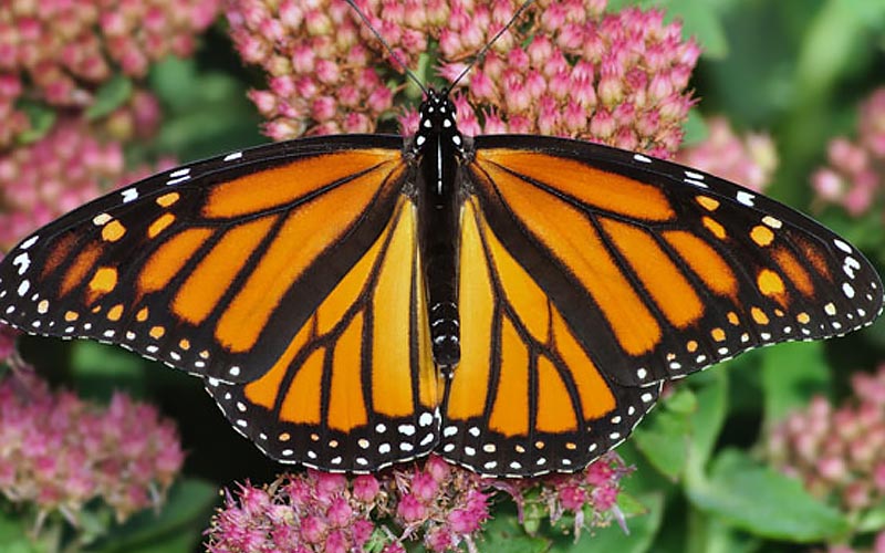 South Florida Perennial Flowers To Plant The Home Depot