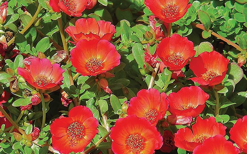 South Florida Perennial Flowers to Plant - The Home Depot