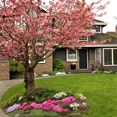 Spring Flowering Trees and Shrubs to Plant Now