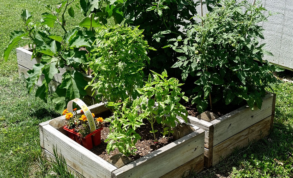 A raised garden bed with vegetables.