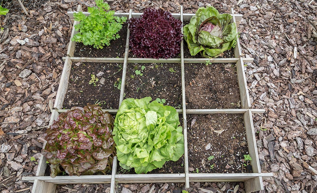 A square foot garden with lettuce.