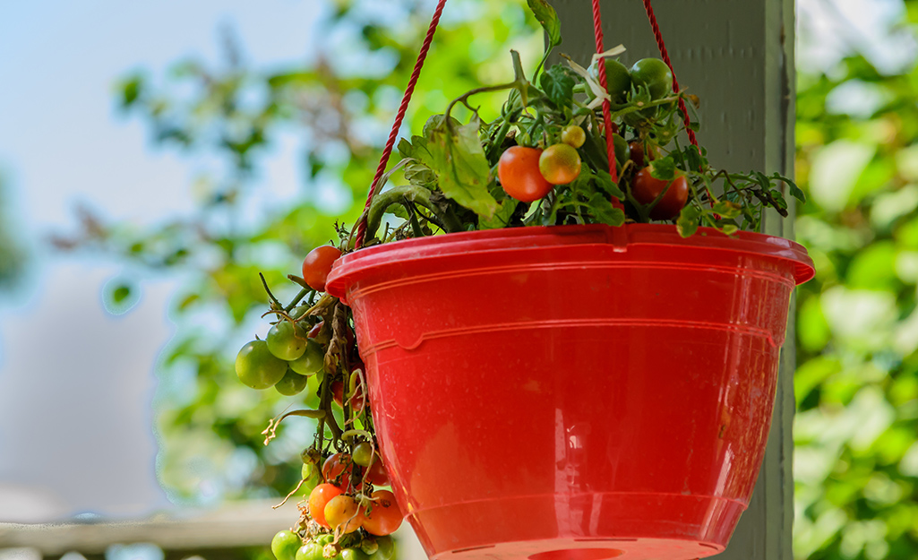Cherry tomatoes growing in a hanging basket.
