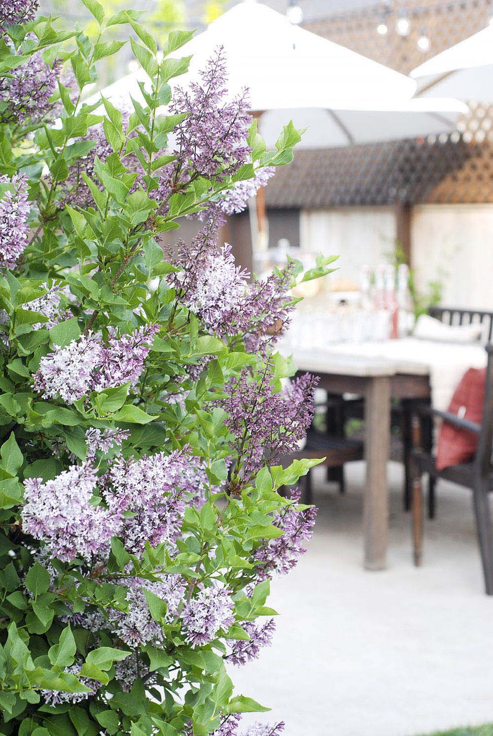 Planting Flowers to Add Color to Patio Decor Planting Flowers to Add Color to Patio Decor