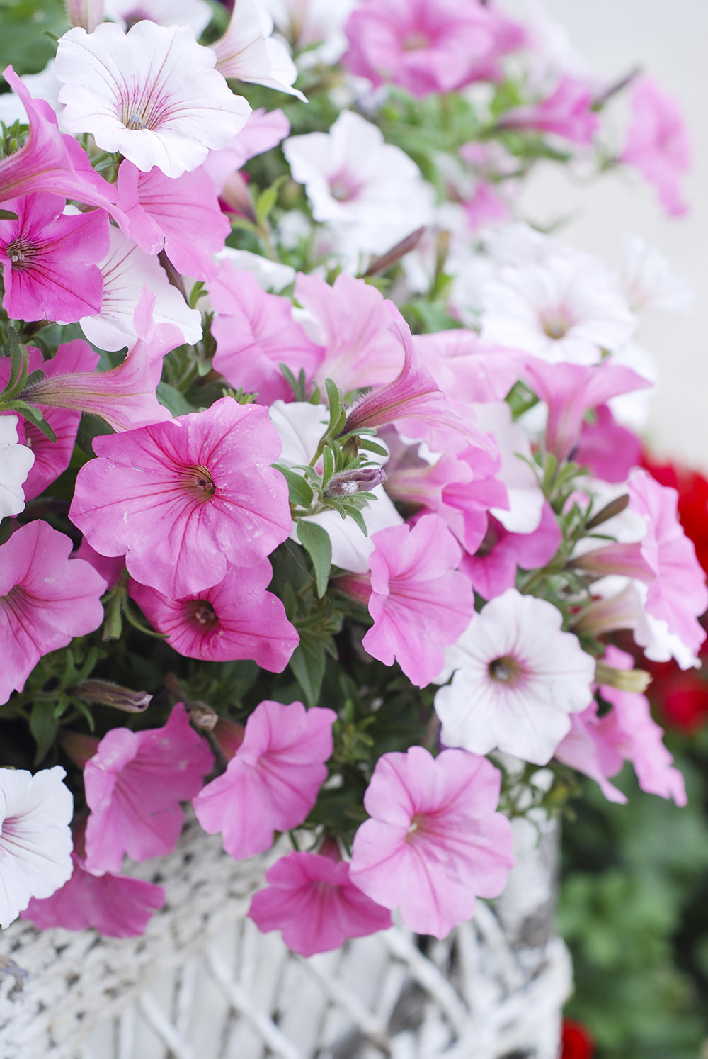 Planting Flowers to Add Color to Patio Decor Planting Flowers to Add Color to Patio Decor