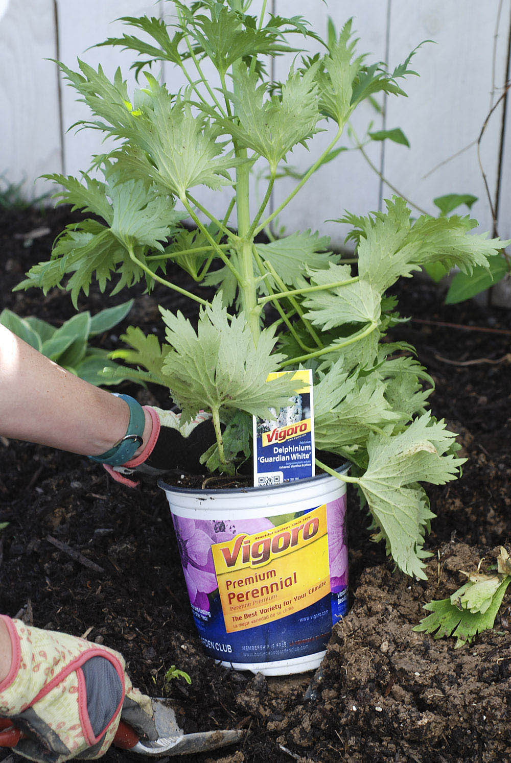 Planting Flowers to Add Color to Patio Decor Planting Flowers to Add Color to Patio Decor