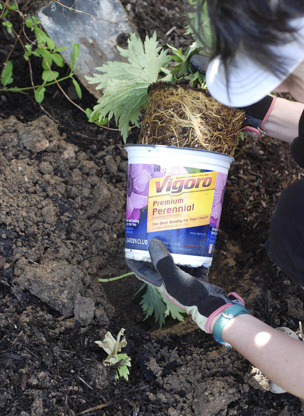 Planting Flowers to Add Color to Patio Decor Planting Flowers to Add Color to Patio Decor