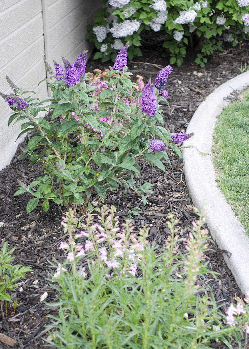 Planting Flowers to Add Color to Patio Decor Planting Flowers to Add Color to Patio Decor