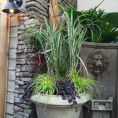 Planting Ornamental Grasses in Containers