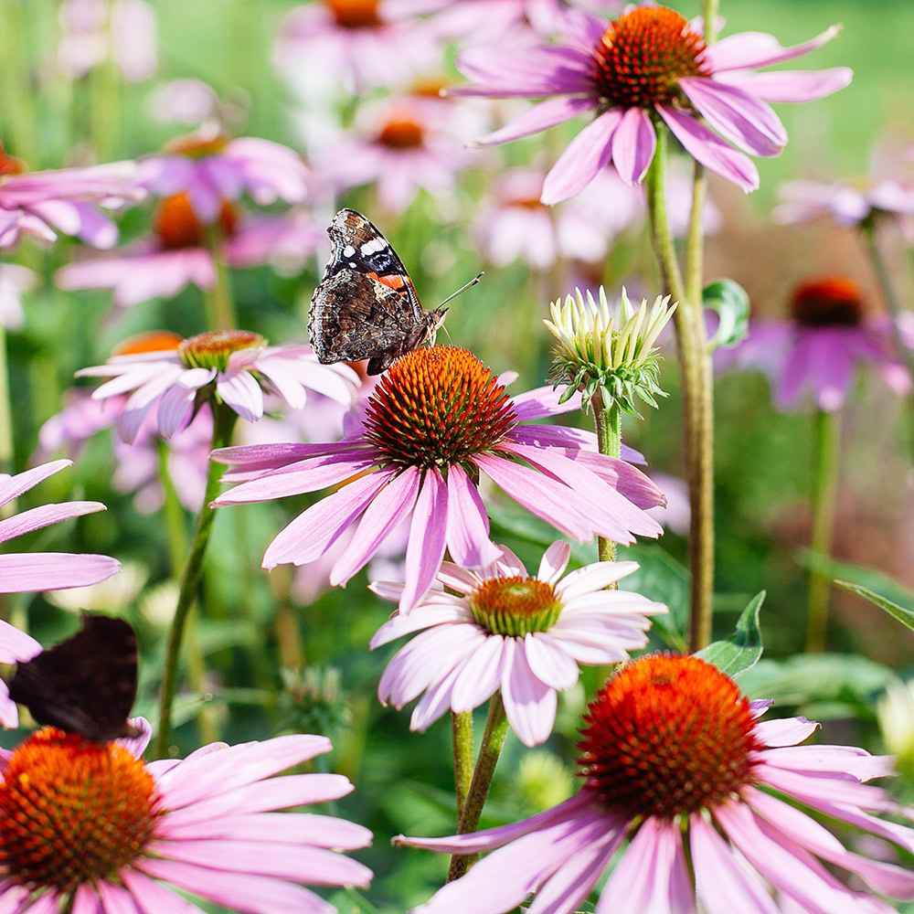 A moth feeds on coneflowers.