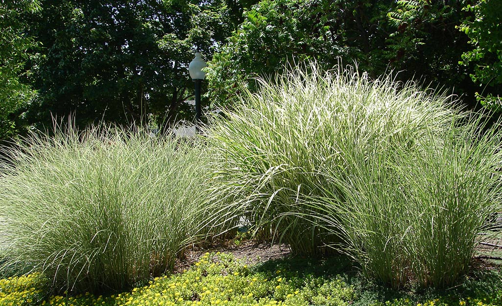 Ornamental grass thrives in hot, humid conditions.