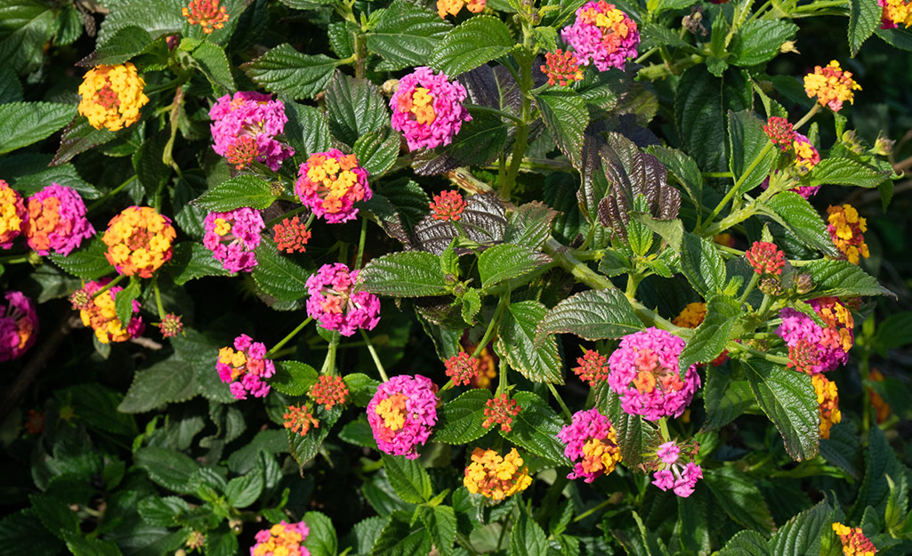 Pink and yellow lantana flowers in a garden.