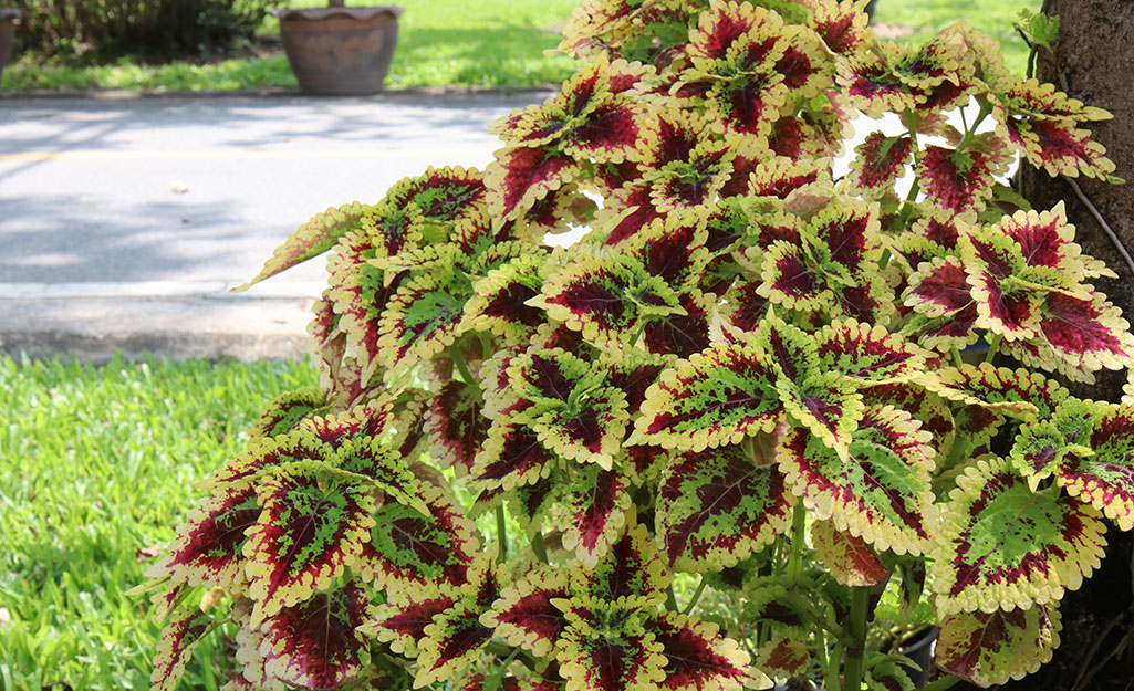 Burgundy and green coleus in a yard.