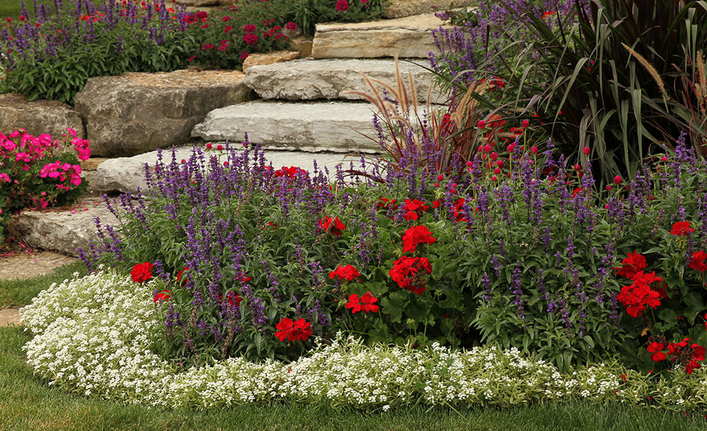 Salvia in a summer flower border