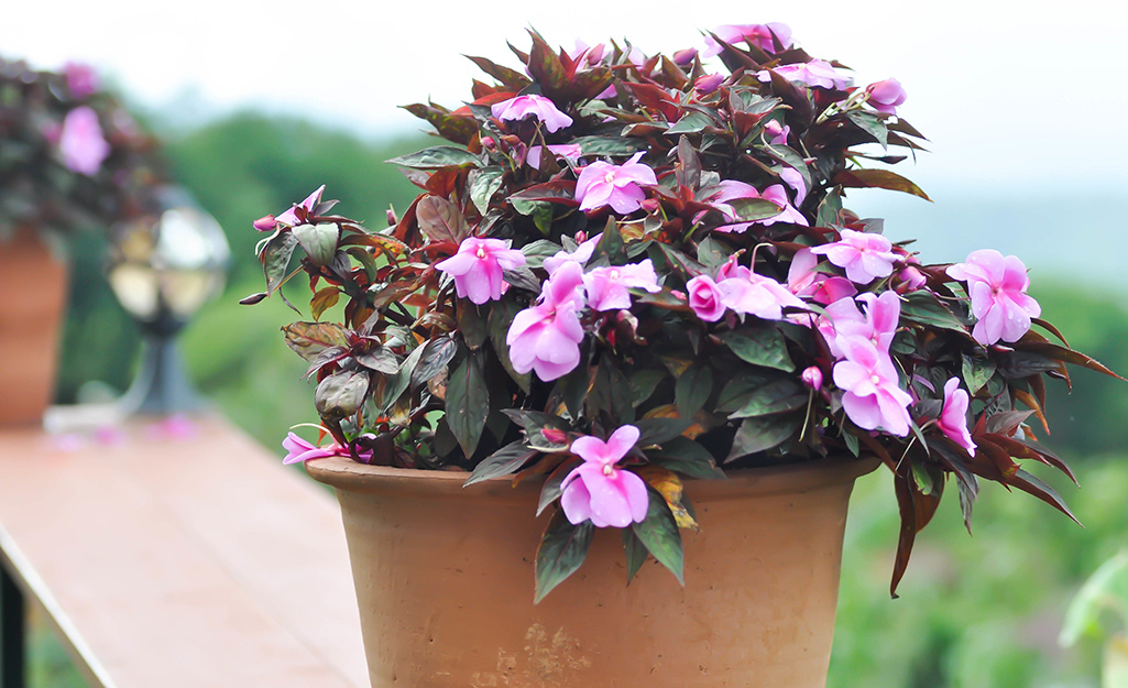 Pink impatiens in a terra cotta container