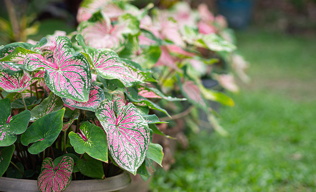 Caladiums in a border