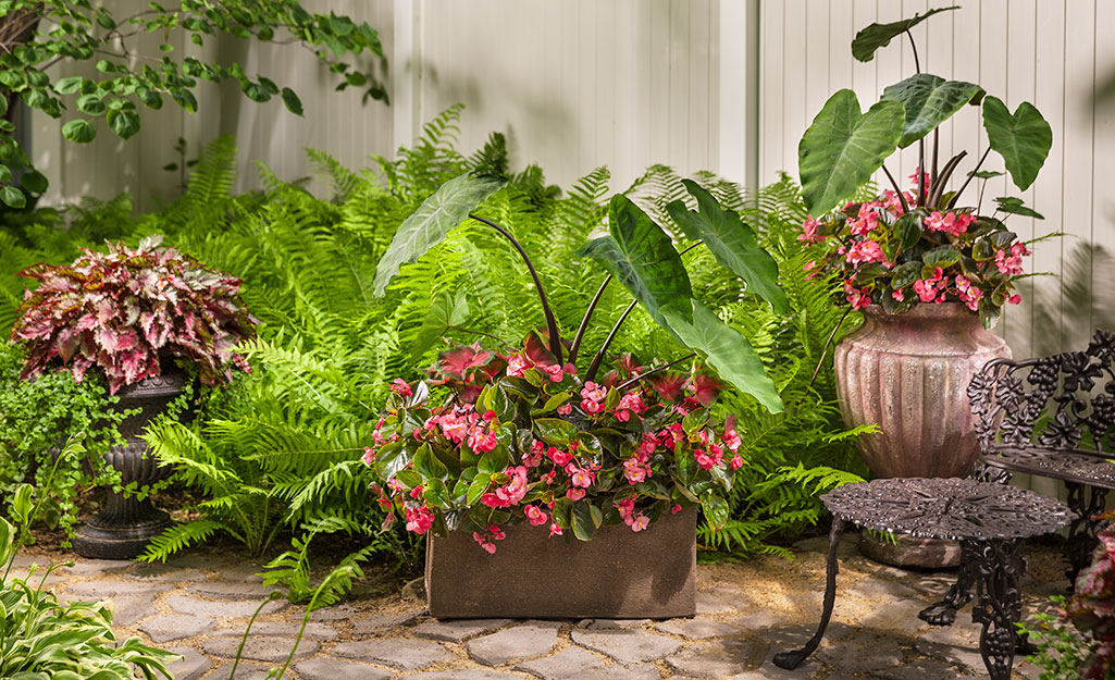 Begonias and ferns in a summer garden