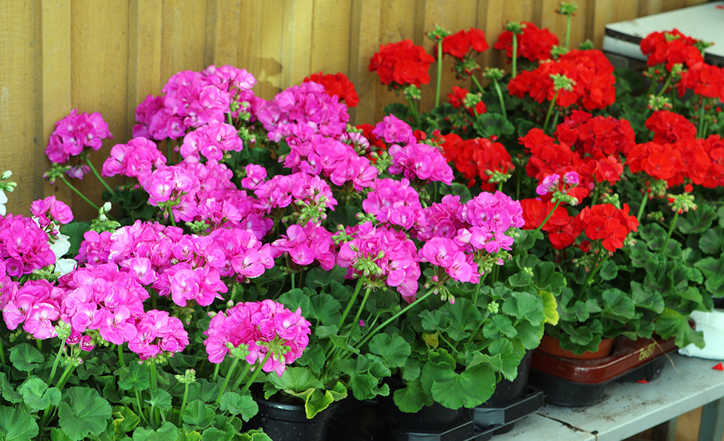 Pink and red geraniums in a border