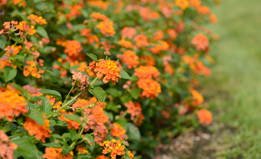 Orange lantana in a flower border