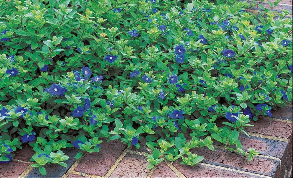 Blue evolvulus in a flower bed