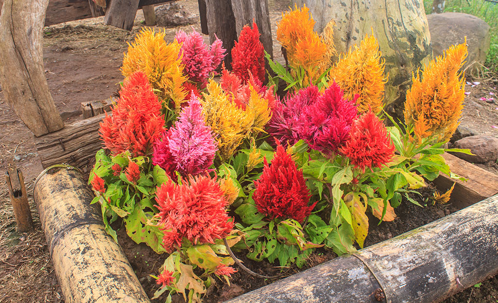 Red, orange and yellow celosia in a flower bed