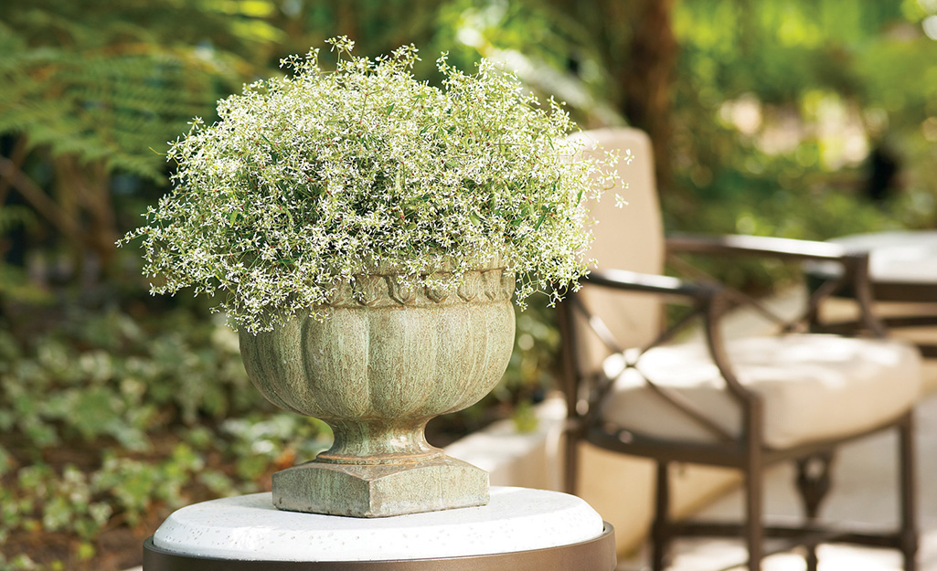 White euphorbia in a container on a patio