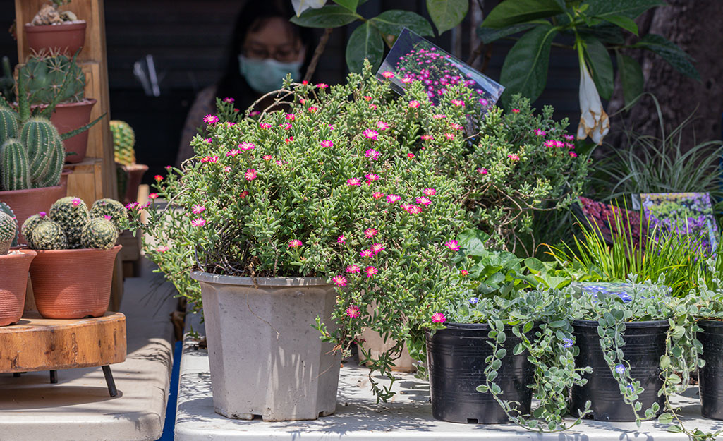 Pink cuphea in a container on a patio