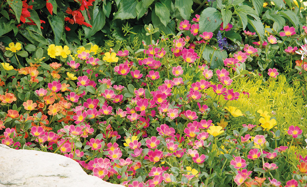 Pink portulaca in a summer garden border