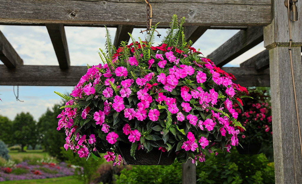 Pink impatiens in a hanging basket