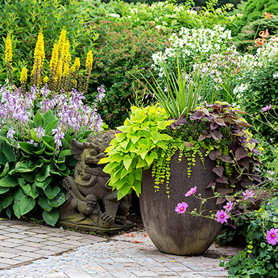 Plant Colorful Annuals for Easy Summer Blooms