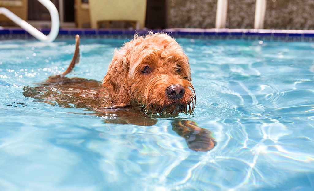 A fuzzy brown dog swims in clear pool water that sparkles in the sunlight.