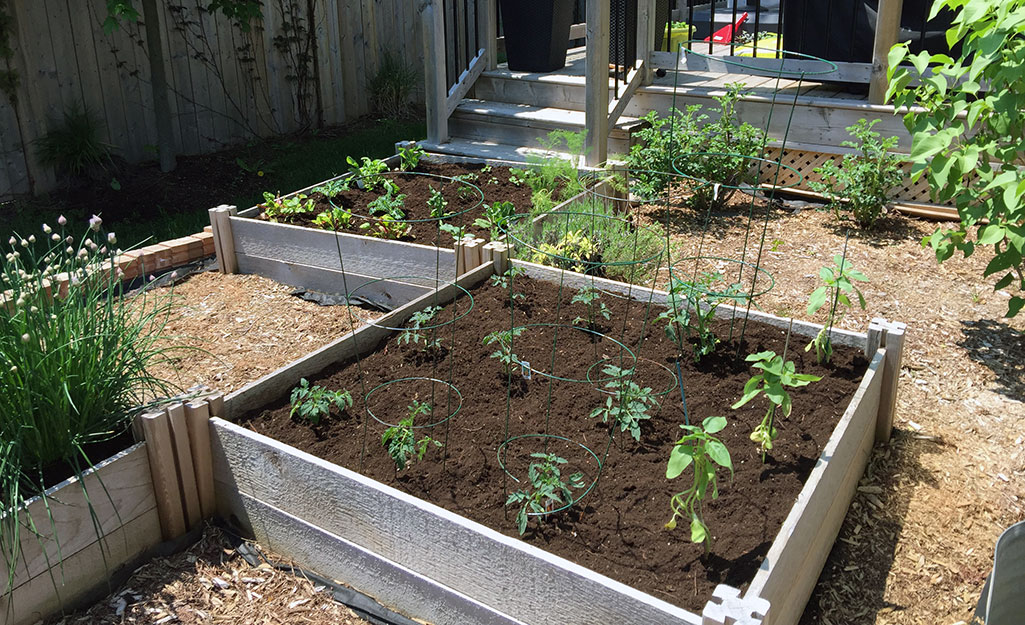 Raised garden beds filled with seedlings
