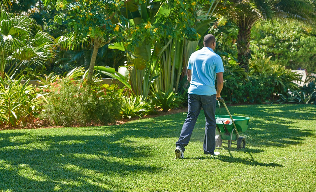 Gardener pushing spreader on lawn