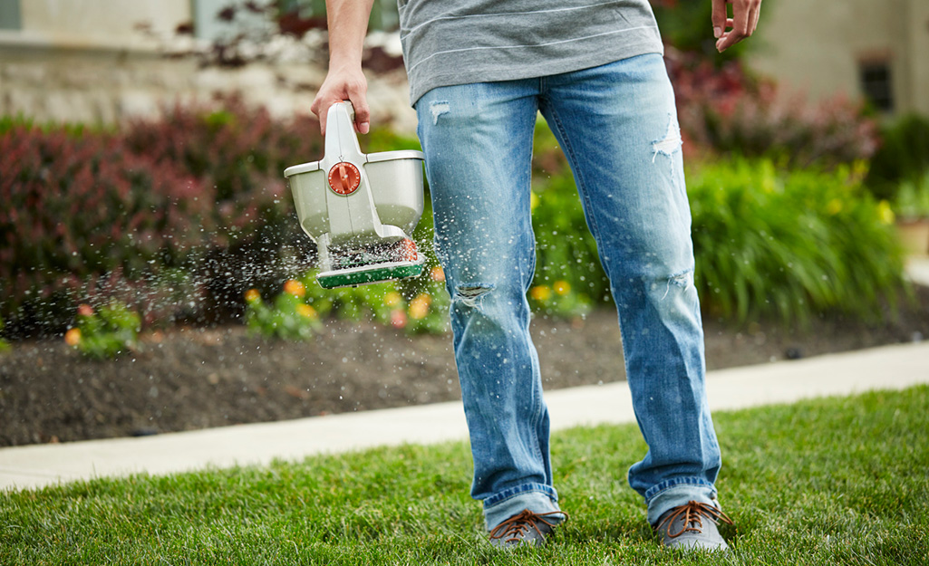 Gardener using a hand spreader on lawn
