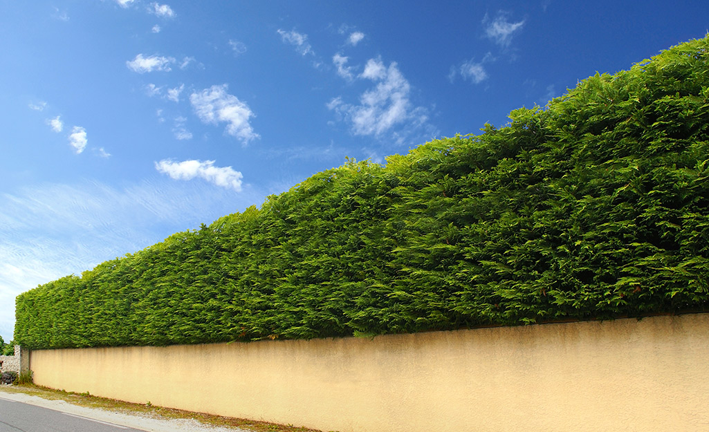 Shrubs planted closely together serve as a privacy fence above a long low wall