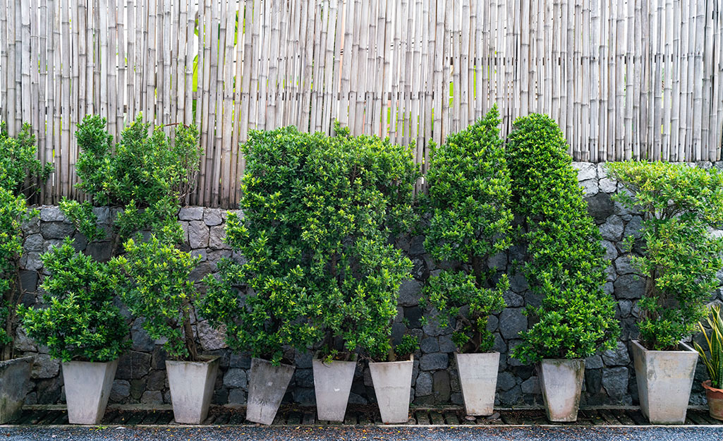 Trees planted in containers are lined up in a row to create a privacy fence