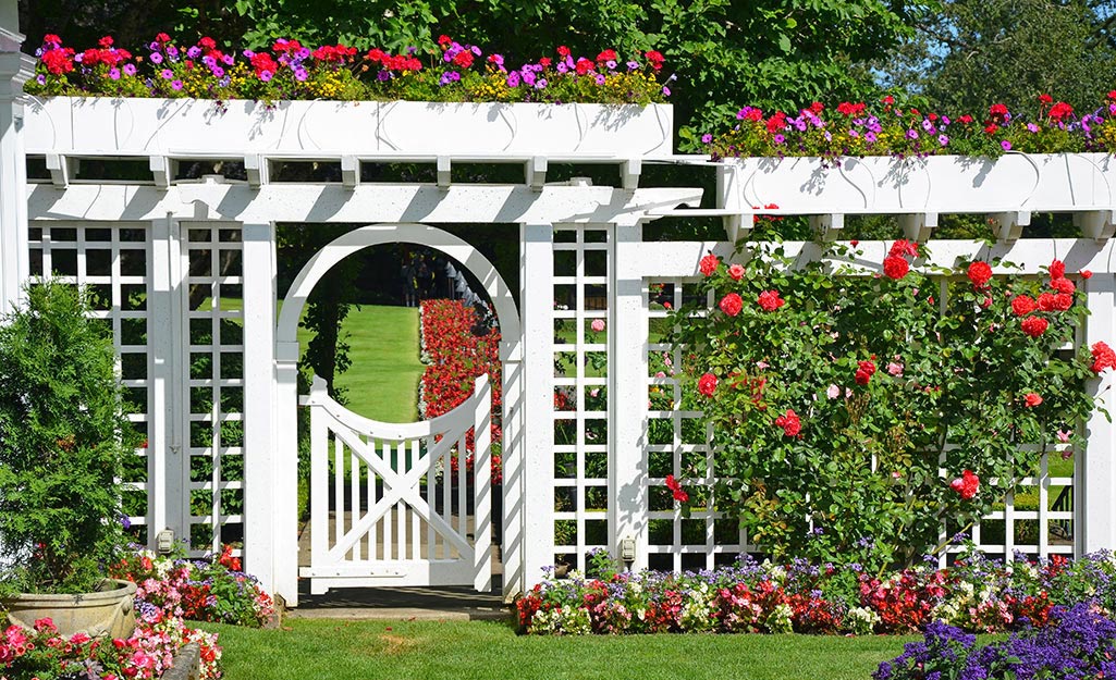 Red, pink and purple flowers bloom along a white trellis fence and gate