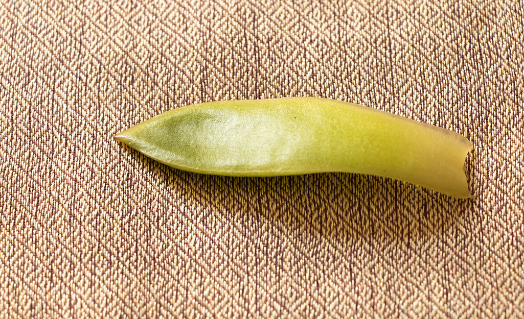A succulent leaf on a table. A succulent leaf on a table.