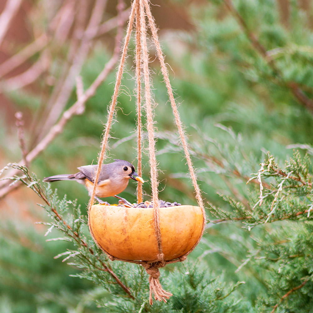 Pumpkin Bird Feeder The Home Depot Pumpkin Bird Feeder The Home Depot