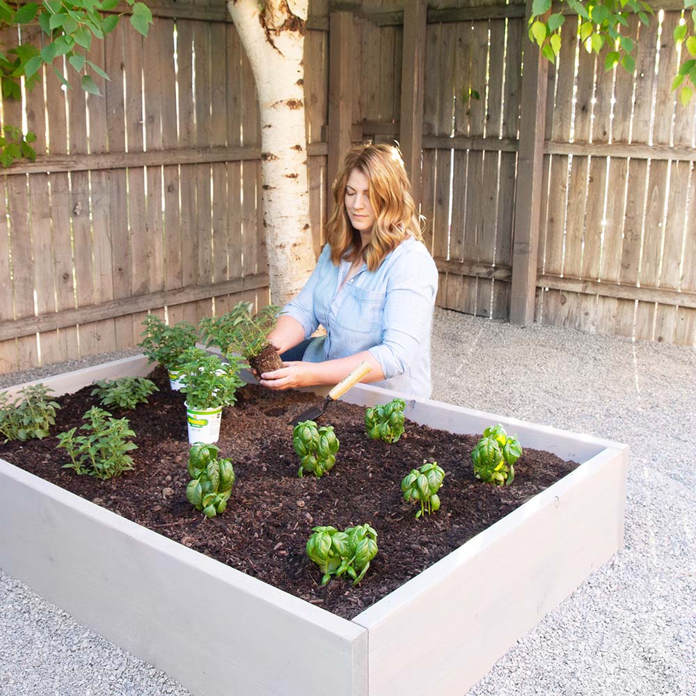 A woman planting an herb in a raised garden bed.