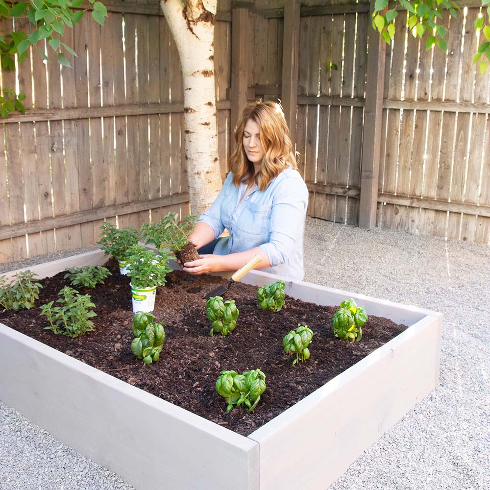 Image of Herbs in raised garden bed